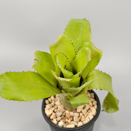 Billbergia horrida var. horrida