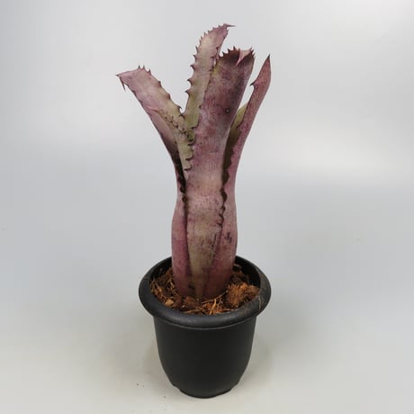 Hohenbergia 'Ouchi' (sp. Brazil)