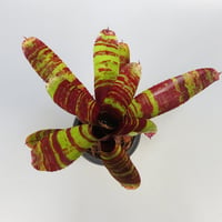 Neoregelia 'Conga Fury'