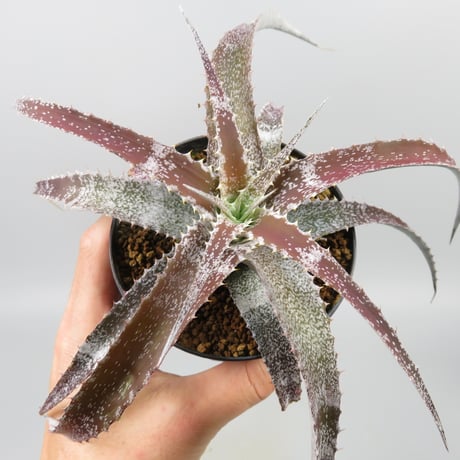 Orthophytum (Iron Ore x (Brittle Star x saxicola))