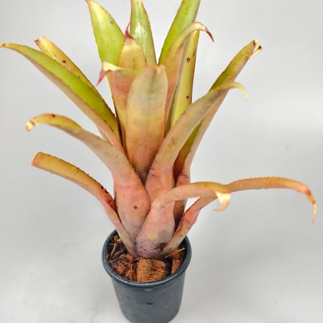 Aechmea caudata x recurvata