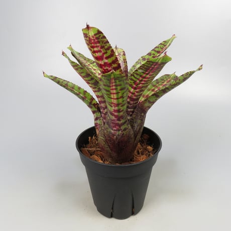 Neoregelia 'Whirlwind' Bromeliad Cultivar Register (11247)