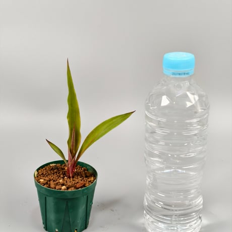 Pitcairnia sanguinea