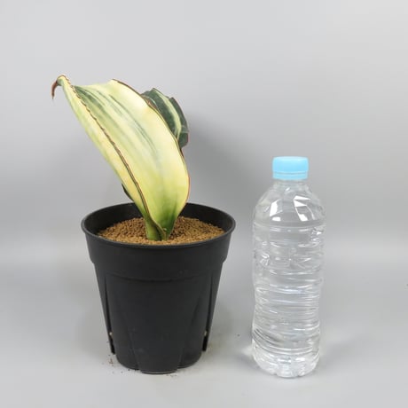 Sansevieria mafinga (Green form)