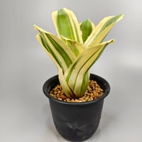 Hohenbergia 'Zuikaku' (BCR16859)