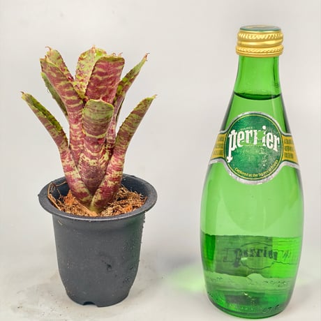 Neoregelia Tiger Sprung