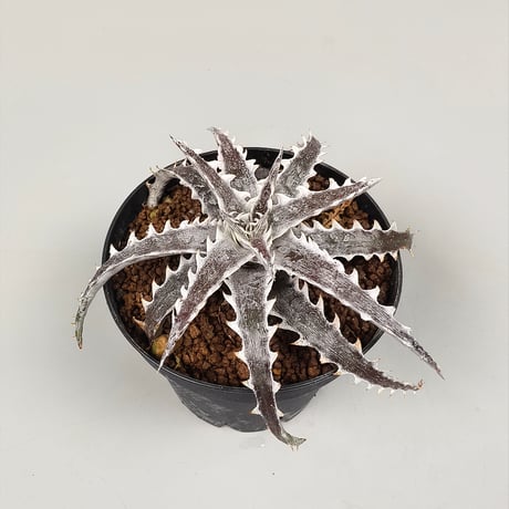 Dyckia Evil Wing Otto Bromeliad Hybrid