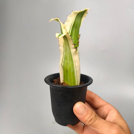 Hohenbergia Karla (BCR11568) ex Hermann Prinsler