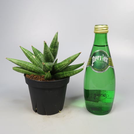 Sansevieria YaYa