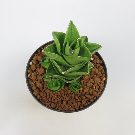 Sansevieria Mini Condo from Yoky plant