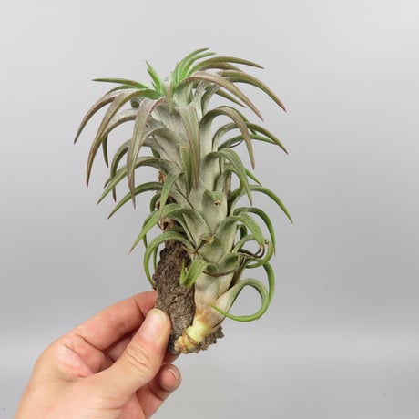 Tillandsia ionantha var. vanhyningii 'Red Dragon'