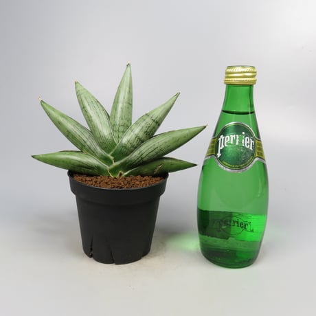 Sansevieria Milky way from Yoky plant