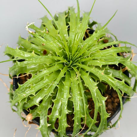 Encholirium horridum type MG Minas Gerais Brazil from Wild seed