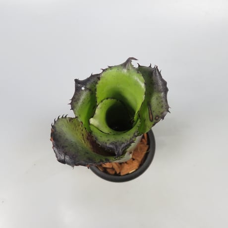 Hohenbergia Special Spine