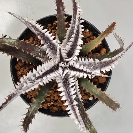 Dyckia Tartaria