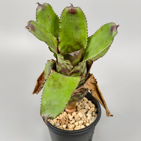 Canistrum vania leme cv. auratum