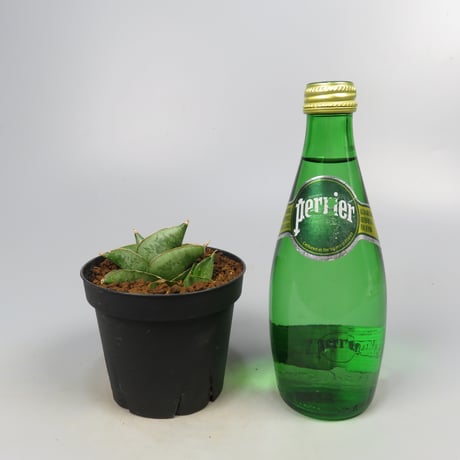 Sansevieria San Luk from Yoky plant