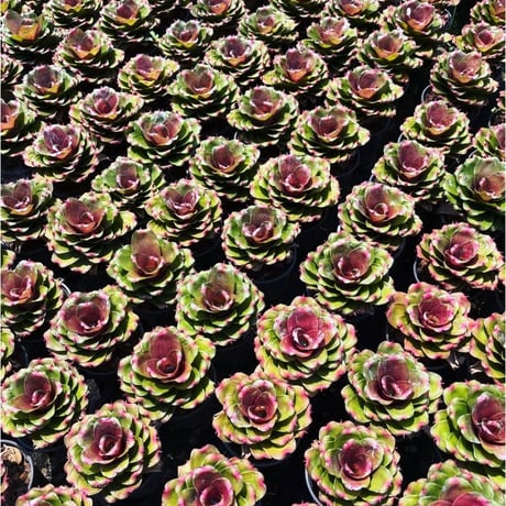 Neoregelia Small World Bromeliad Cultivar Register (7118)