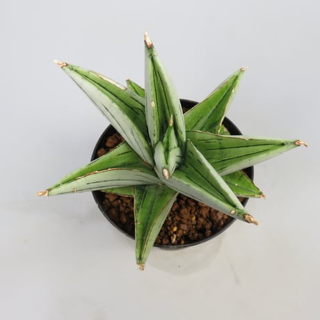 Sansevieria Ice Thorn from Yoky plant