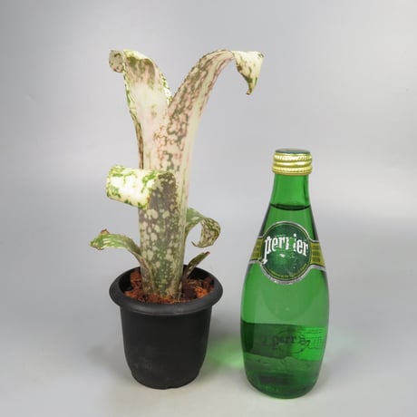 Billbergia 'Poquito Mas' (BCR1055)