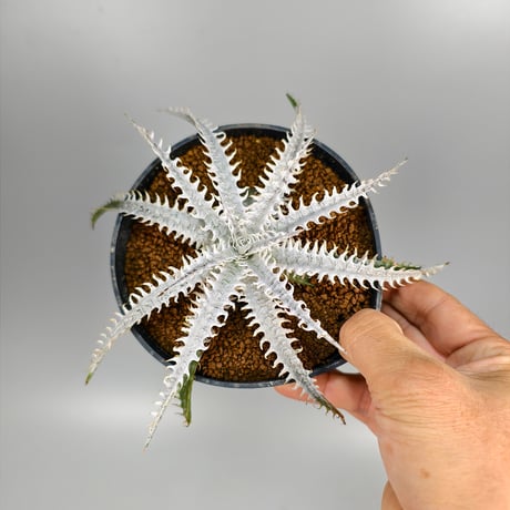 Dyckia ‘Trishūla’ Sueb Hybrid