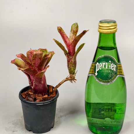Chiquita Linda x punctassima