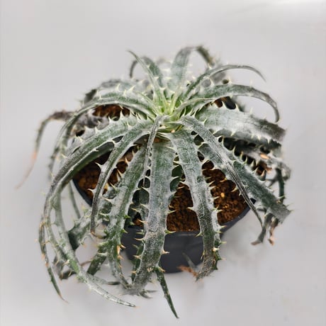 Encholirium diamantinum from Seeds Brazil