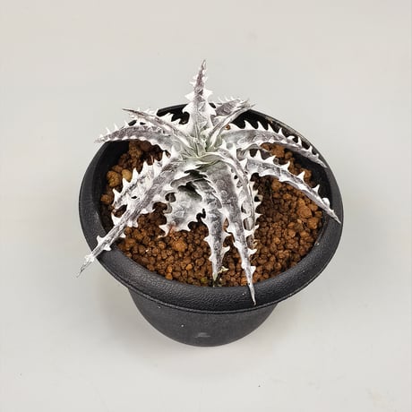 Dyckia Little Wing Bromeliad Cultivar Register (16648) Otto Bromeliad Hybrid