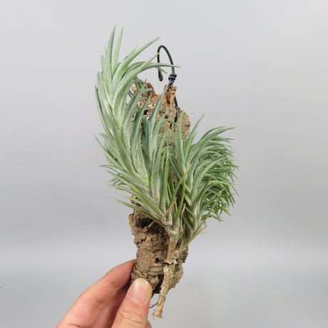 Tillandsia araujei