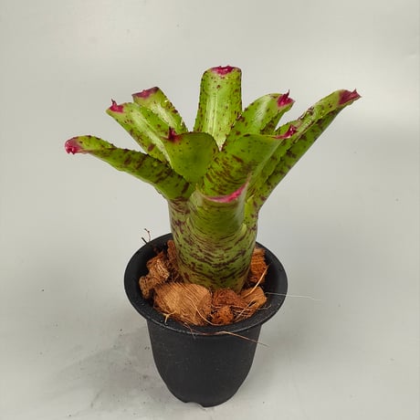 Neoregelia Little Faith Bromeliad Cultivar Register (5446)
