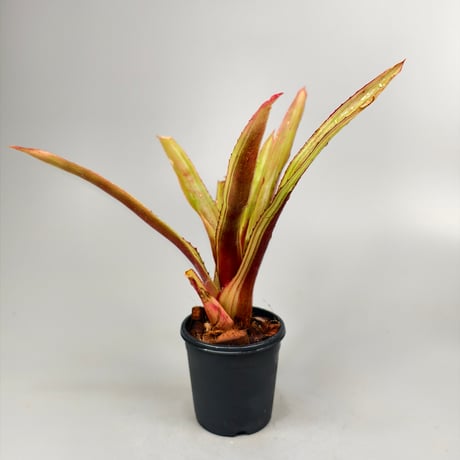 Aechmea L'Arc~en~Ciel Bromeliad Cultivar Register (13206)
