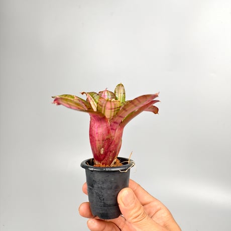 Neoregelia 'Moonlight Huge' Toum Sprung-Garden Hybrid