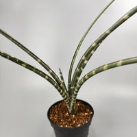 Neoglaziovia variegata