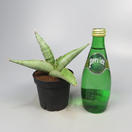 Sansevieria White Rhino from Yoky plant