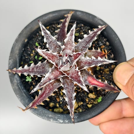 Dyckia 'Z'gok' x 'LittleWing'