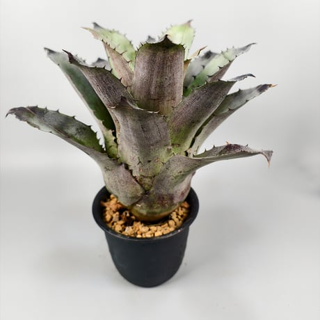 Hohenbergia Black Rose