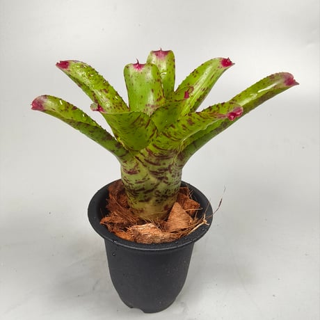 Neoregelia Little Faith Bromeliad Cultivar Register (5446)