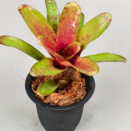 Neoregelia Wild Tiger x Chiquita Linda