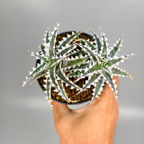 Dyckia Otto-ZL004 Otto Bromeliad Hybrid