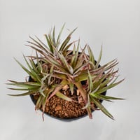 xDyckophytum Dyckia hedingii spineless x Orthophytum (Mutation)