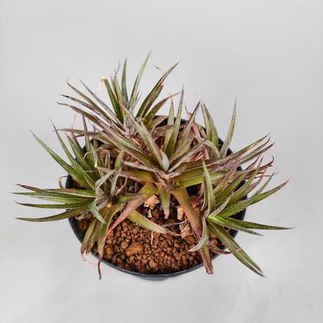 xDyckophytum Dyckia hedingii spineless x Orthophytum (Mutation)