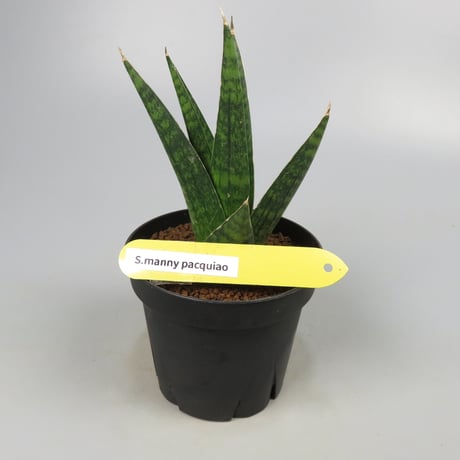 Sansevieria Manny pacquiao from Yoky plant
