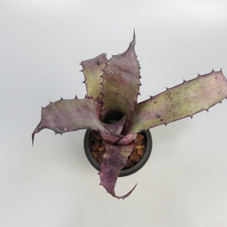 Hohenbergia sp. Leme #2203