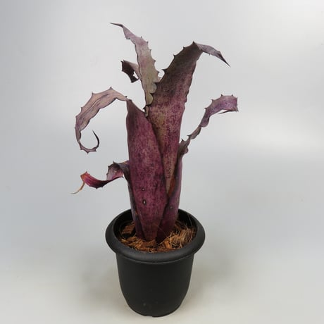 Hohenbergia sp. Leme #2203