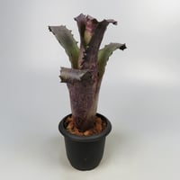 Hohenbergia sp. 357