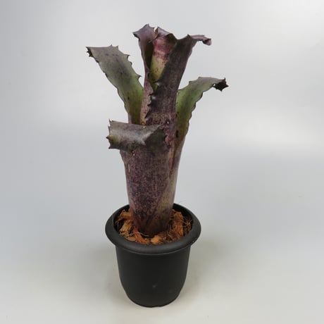 Hohenbergia sp. 357