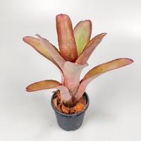 Neoregelia binotii (São Paulo, Brazil) ex SN