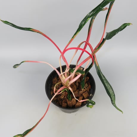 Aglaonema 'Medusa'