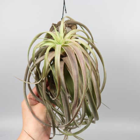 Tillandsia 'Love Knot'