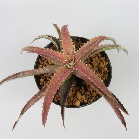 Orthophytum (Iron Ore x (Brittle Star x saxicola))